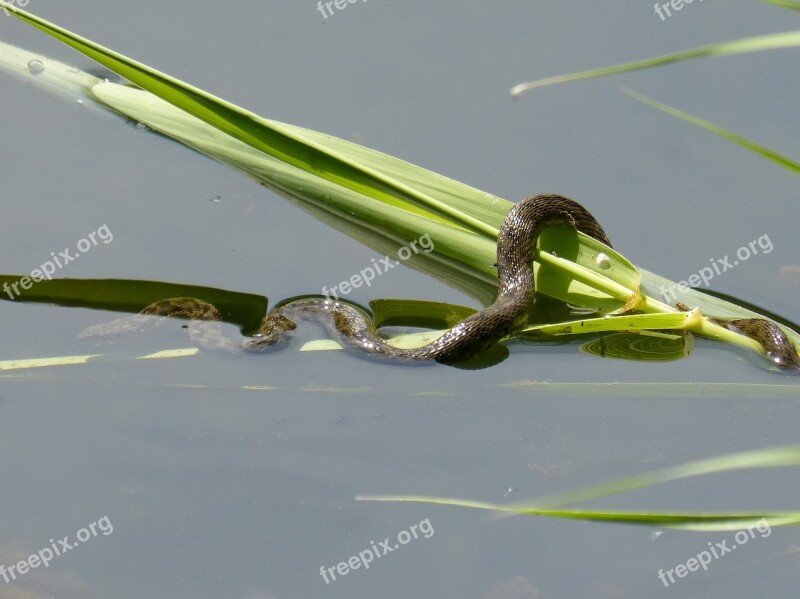 Snake Snake River Water Snake River Pond