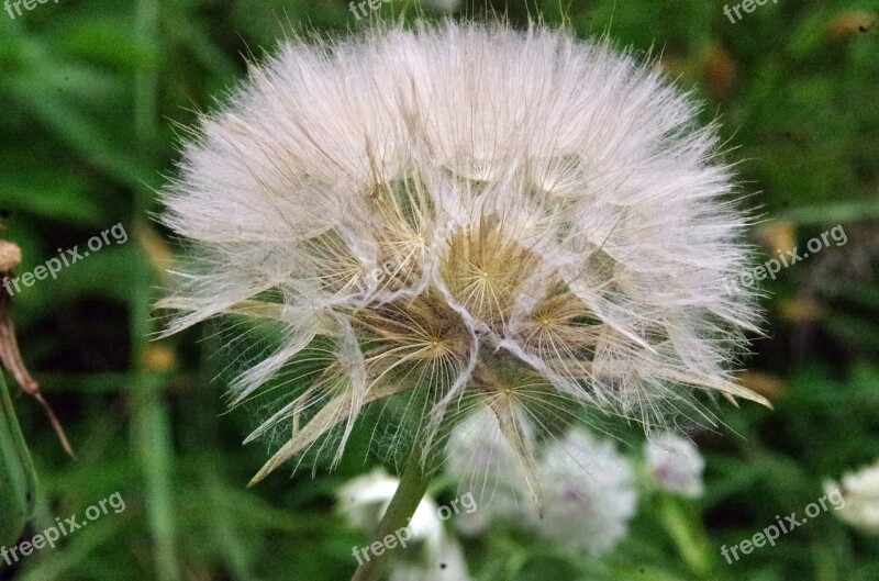 Dandelion Head Seeds Flower Sweetness