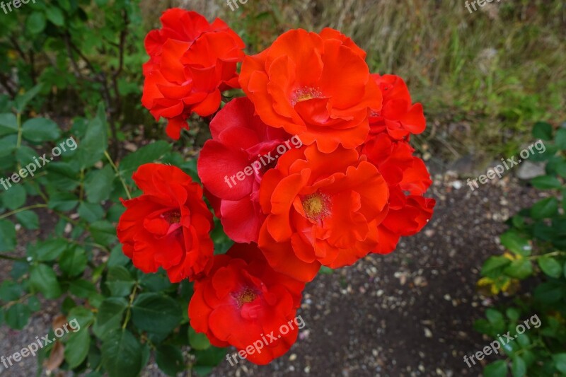 Rose Bright Red Floribunda Flower