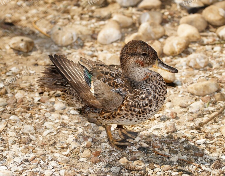 Duck Cute Scheu Water Bird Nature