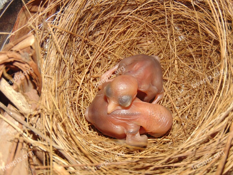 Birds Nature Garden Nest Nestling