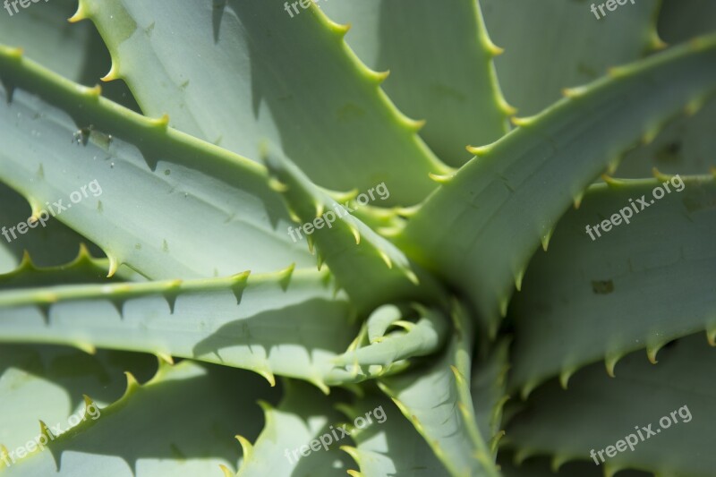 Close Up Aloe Vera Plant Dessert Plant Pattern