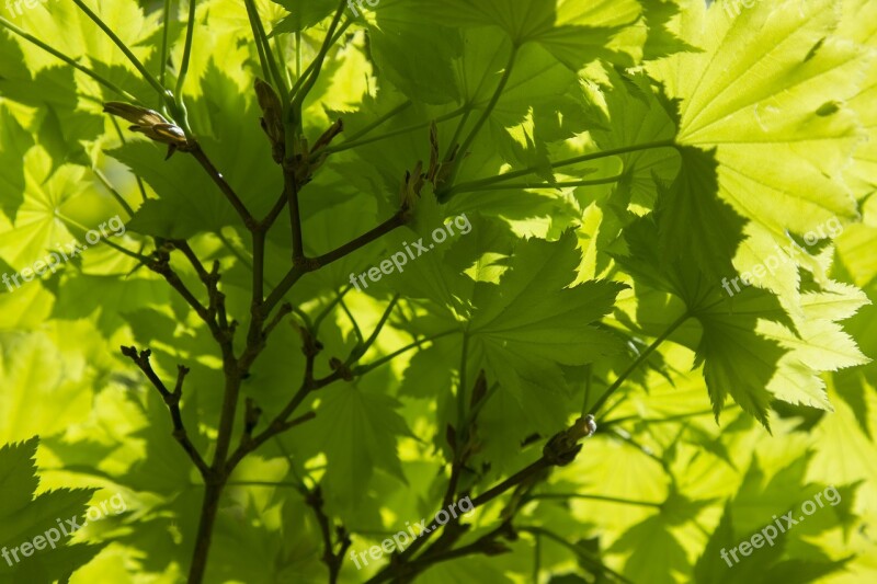 Backlit Leaves Spring Growth Spring Leaf