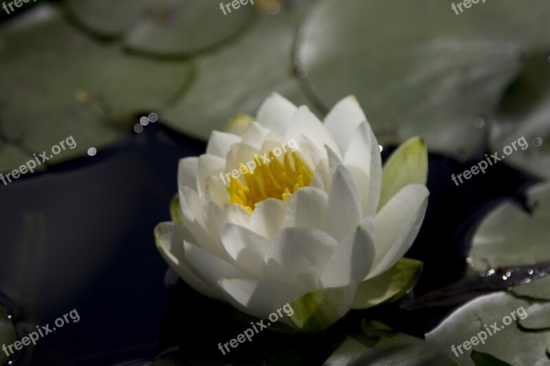 Water Lilly Flower Pond Free Photos