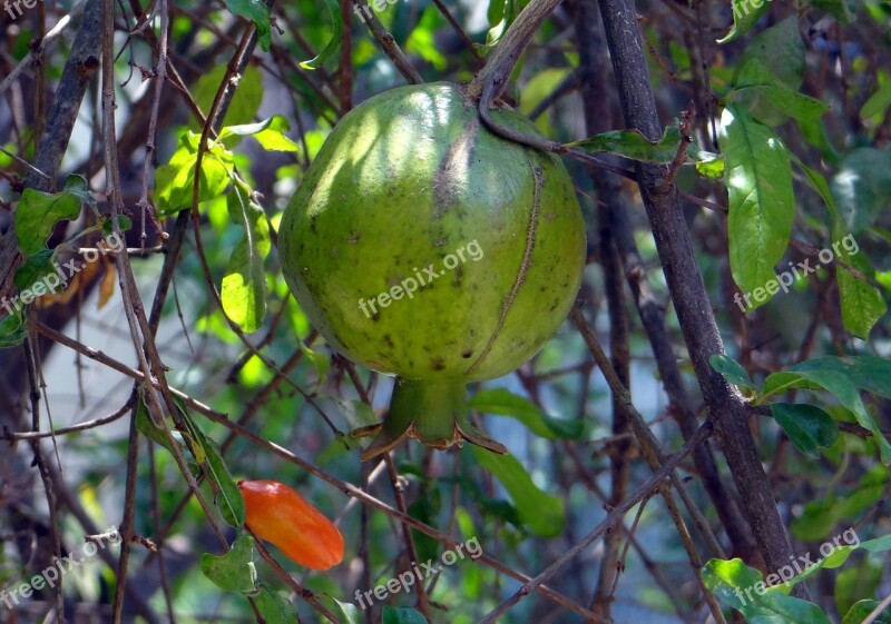 Pomegranate Fruit Bud Tree Dharwad