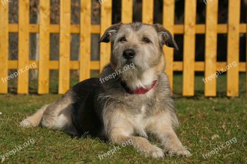 Dog Nature Animal Hybrid Meadow