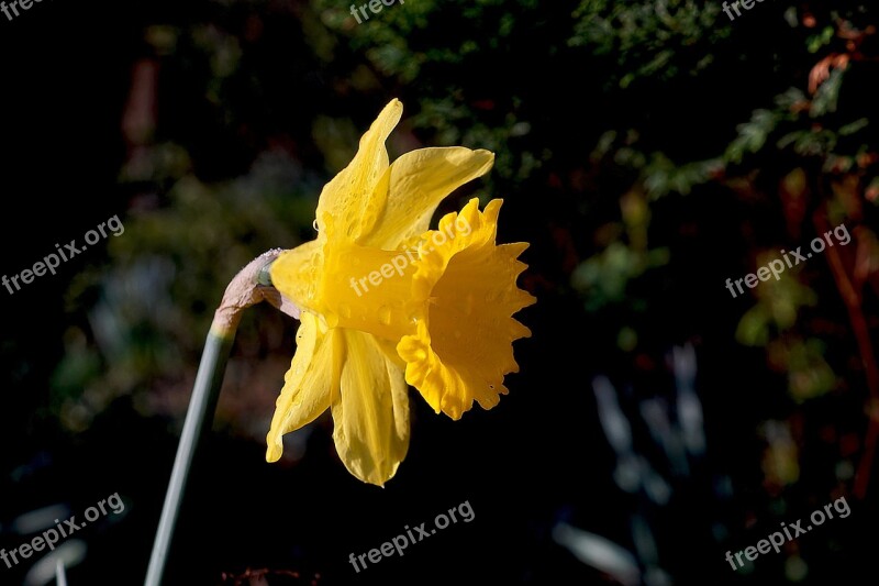 Narcissus Daffodil Flower Blossom Bloom