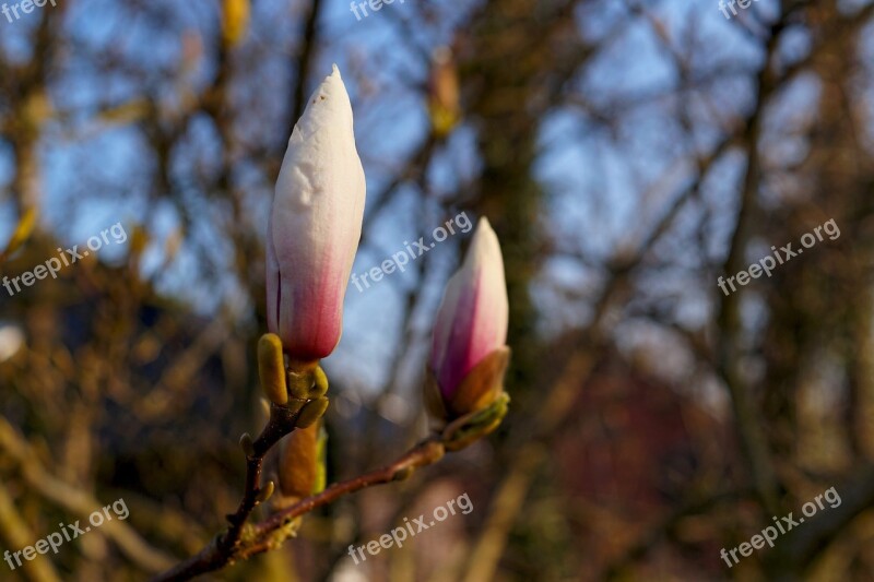 Magnolia Magnolia Stellata Ornamental Dorsal Bloom