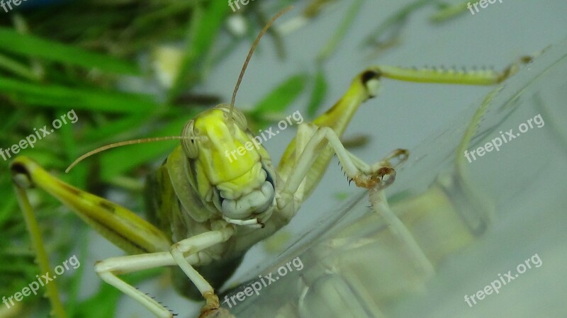 Grasshopper Desert Locust Migratory Locust Grasshoppers Locust Breeding