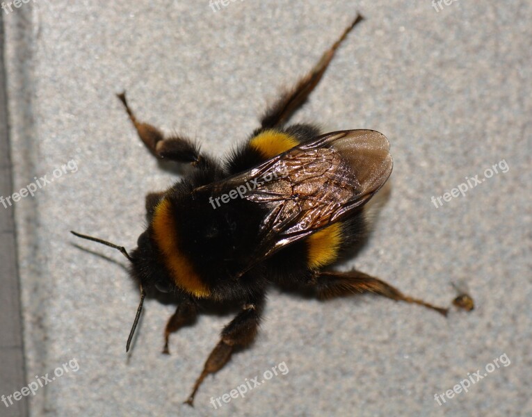 Bumblebee Bug Animal Free Photos