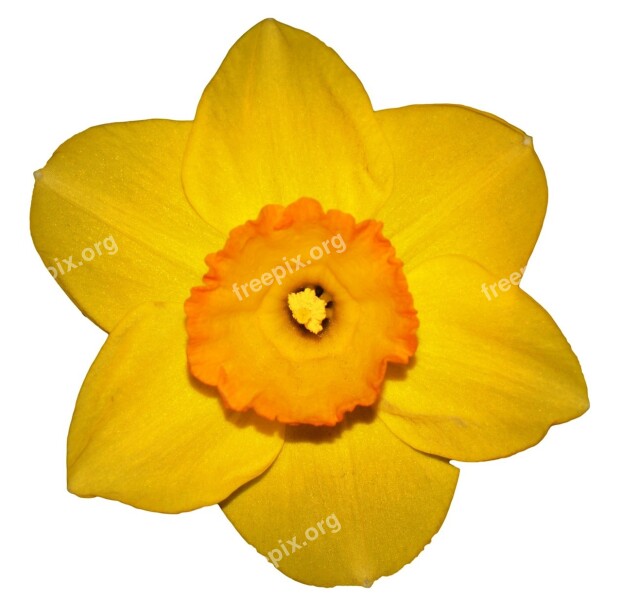 Flower Narcis Spring Yellow Easter Flower