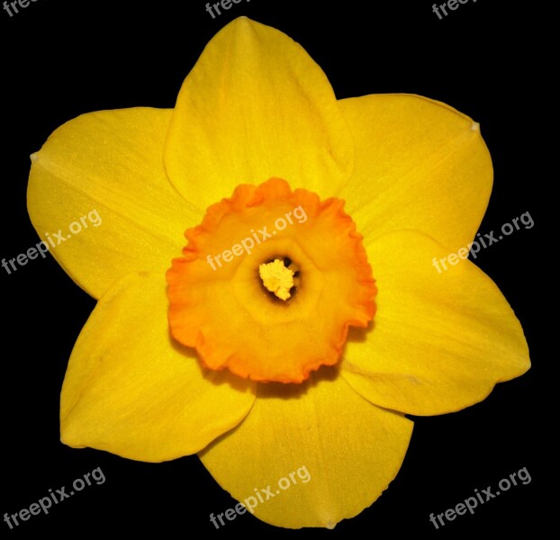 Flower Narcis Spring Yellow Easter Flower