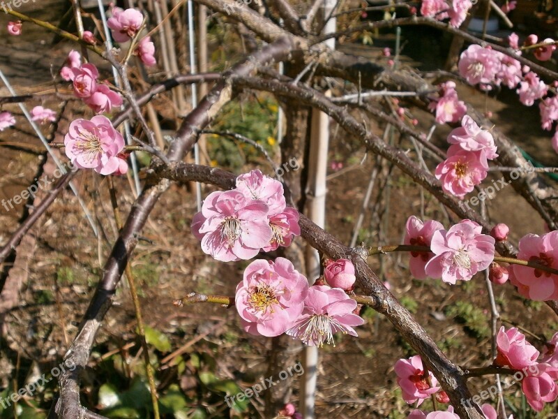 Plum Red Plum Plum Blossoms Spring Pink