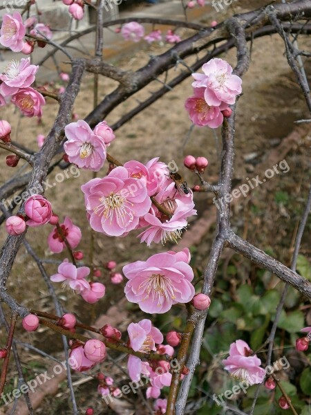 Plum Red Plum Plum Blossoms Spring Pink