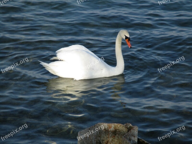 Birds Swan Mute Swan Majestic Drop Of Water