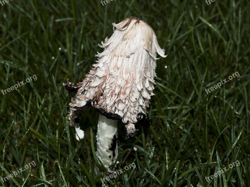 Mushroom Plant Fungi Outside Nature