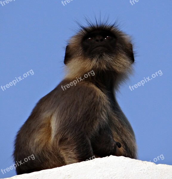 Monkey Mom Langur Hanuman Langur Semnopithecus Entellus