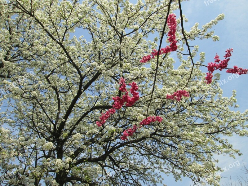 Cherry Blossom White Red Park Plant