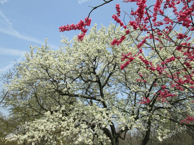 Cherry Blossom White Red Park Plant