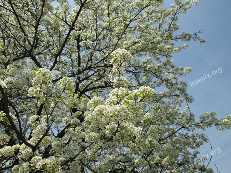 Cherry Blossom White Park Plant Free Photos