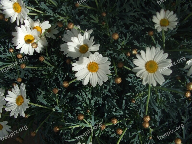 Pointed Flower Daisies Spring Bloom Free Photos