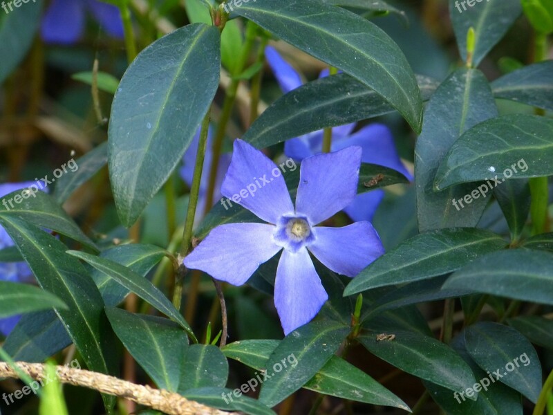 Evergreen Small Periwinkle Blossom Bloom Flower