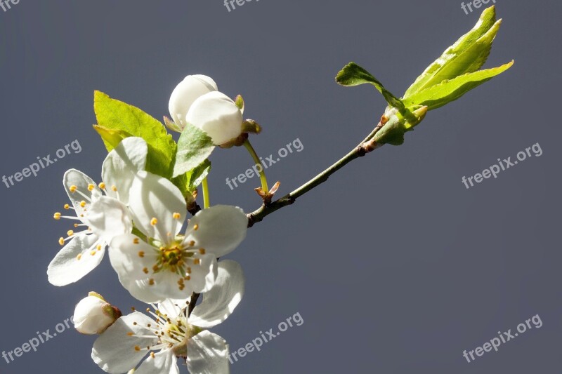 Flowers White Mirabelle Prunus Domestica Subsp Syria Yellow Plum