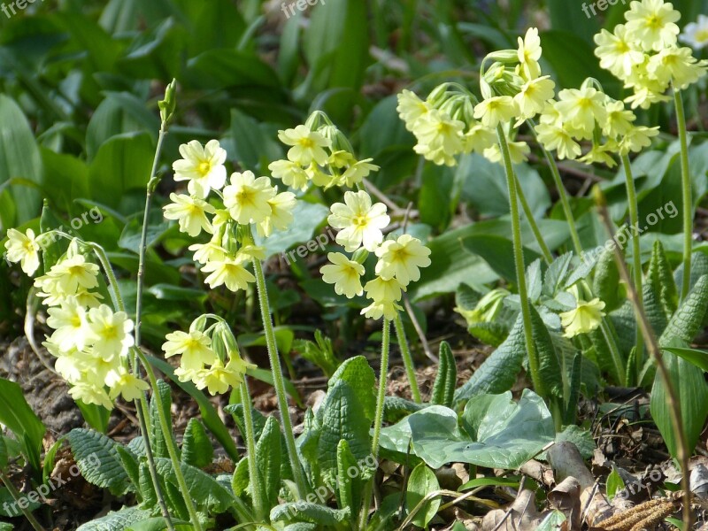 Cowslip Forest Primrose High Primrose Primula Vulgaris Primrose