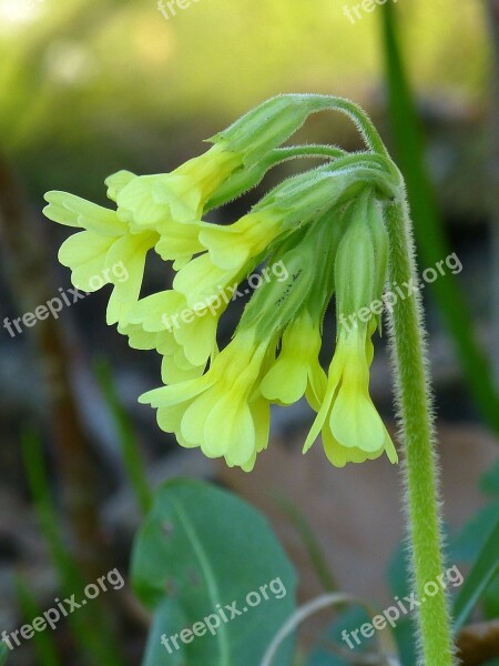 Cowslip Forest Primrose High Primrose Primula Elatior Yellow