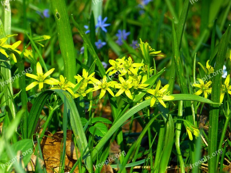 Yellow Star Gold Star Flower Yellow Blossom