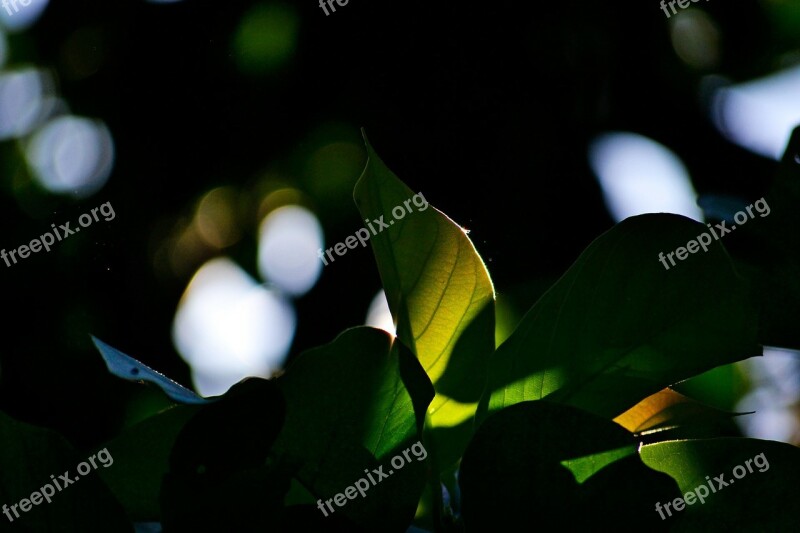 Leaves Sun Back Light Morning Sun Rise