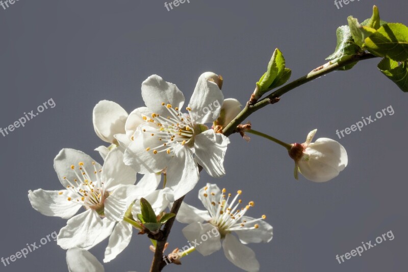 Flowers White Mirabelle Prunus Domestica Subsp Syria Yellow Plum