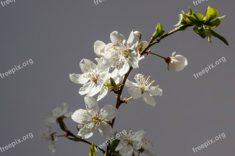 Flowers White Mirabelle Prunus Domestica Subsp Syria Yellow Plum