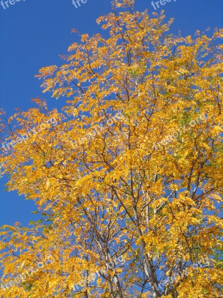 Aspen Trees Yellow Leaves Leafy