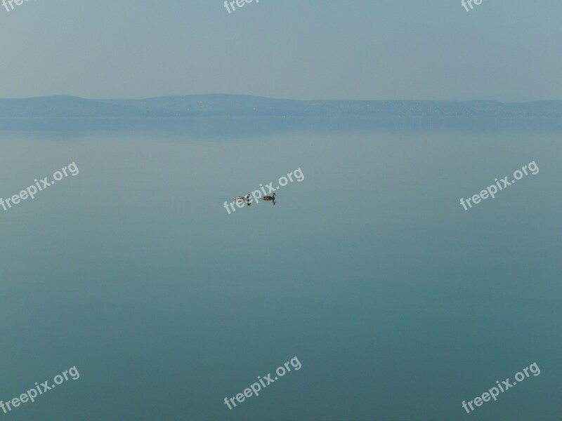 Lake Balaton Lake Nature Landscape Bird