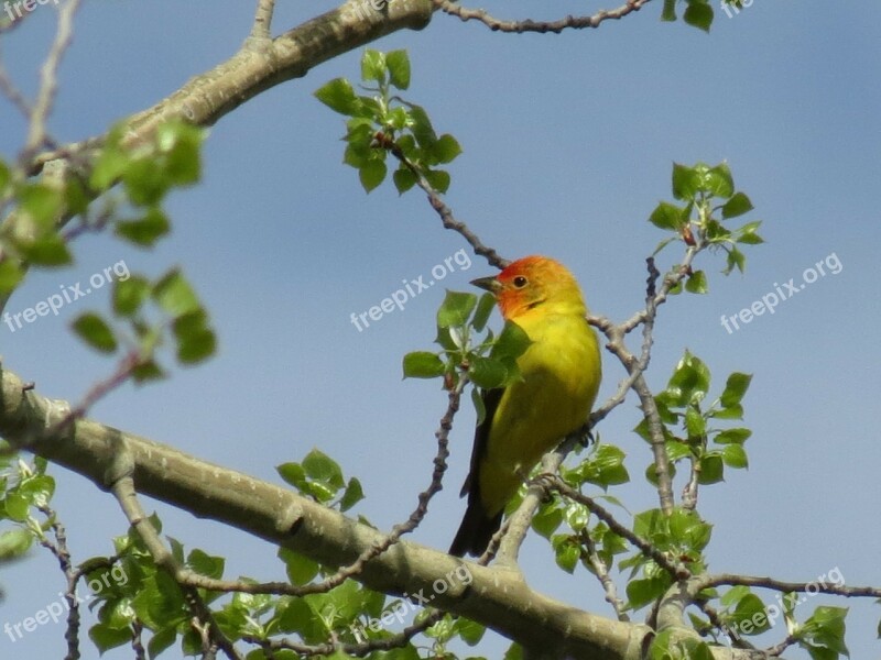 Tanager Spring Bird British Columbia Nature