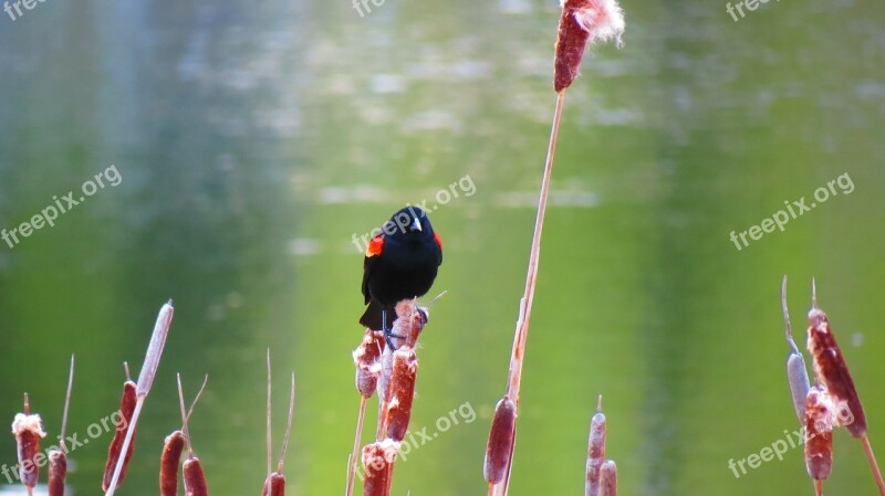 Red-winged Blackbird Nature Marsh Wetland Spring