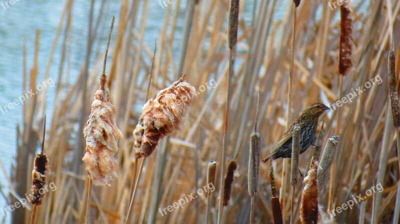 Marsh Red-winged Blackbird Swamp Landscape Wetland