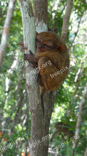 Tarsier Tourism Peaceful Nature Green