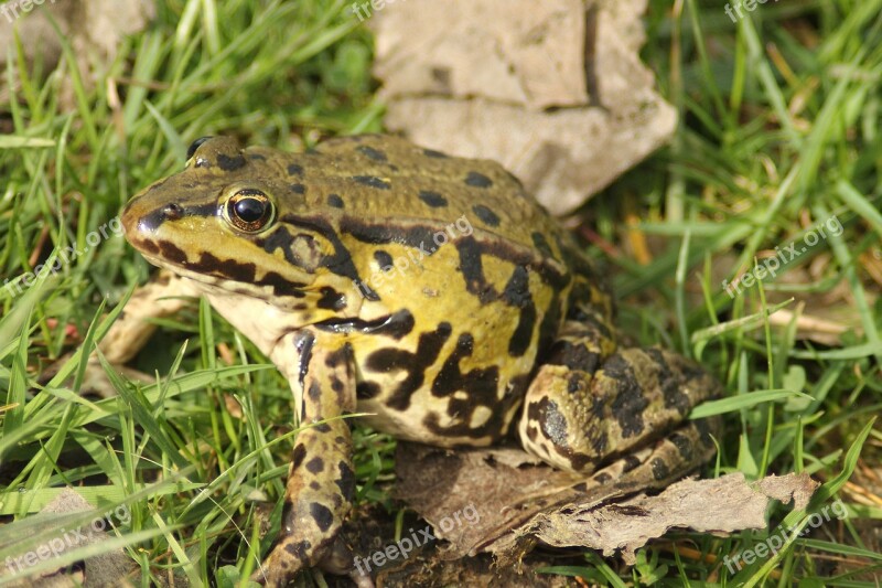 Frog Pond Rana Esculenta Water Frog Frog Amphibian