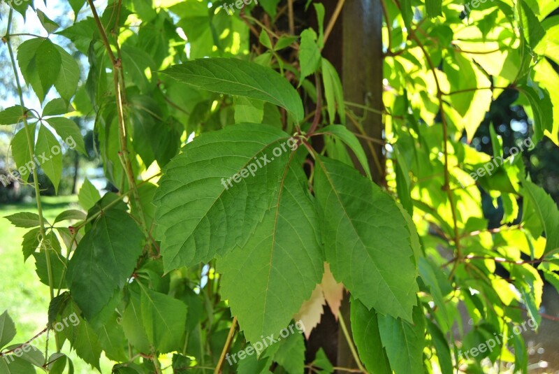 Summer Shadows Countryside Virginia Creeper Free Photos