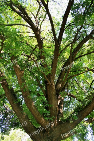 Oak Tree Tree Oak Majestic Old