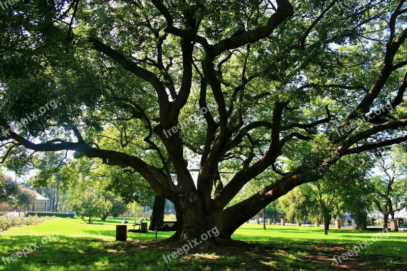 Oak Tree Tree Oak Majestic Old