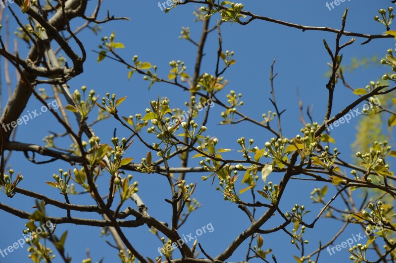 Flowers Buds Tree Spring Green