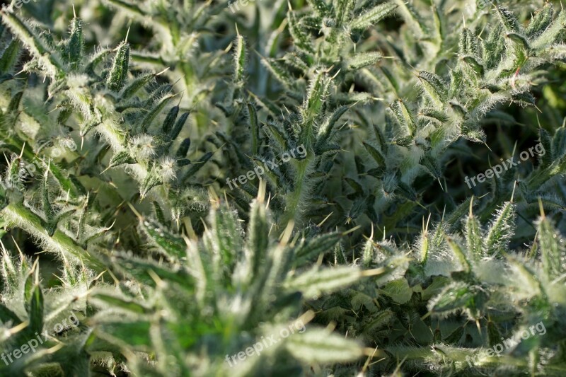 Thistle Plant Nature Spur Prickly