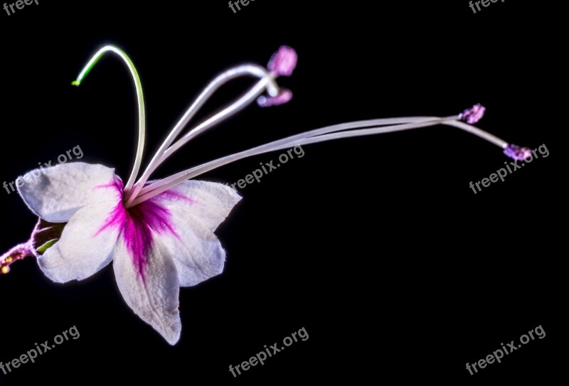 Wild Flower Flower Blossom Bloom White Pink