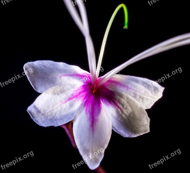 Wild Flower Flower Blossom Bloom White Pink