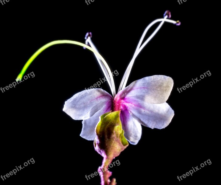 Wild Flower Flower Blossom Bloom White Pink