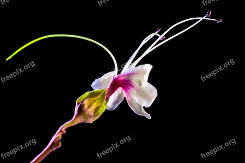 Wild Flower Flower Blossom Bloom White Pink