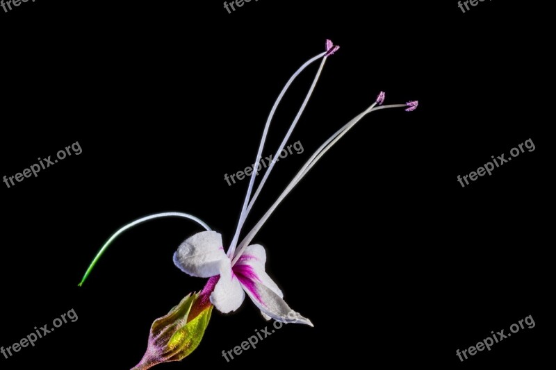 Wild Flower Flower Blossom Bloom White Pink